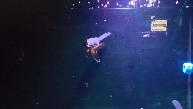 Paddlefish swim gracefully in a dimly lit aquarium with small fish swimming around