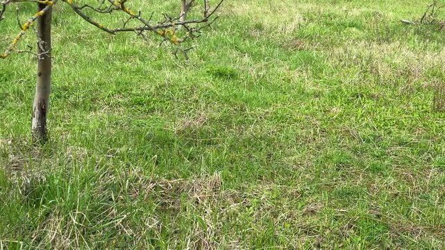 camera move across a mix of dry and fresh green spring grass leading toward an apple tree. Close-up reveals yellow-green lichen on the bark, showing natural texture and seasonal garden conditions.