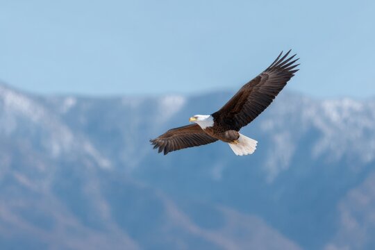 Soaring bald eagle above snowy mountain ridge in pale blue sky with extended wings and white tail feathers skimming cold alpine air