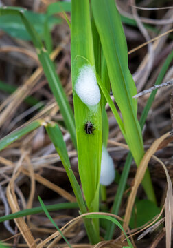 Close up shot of a Lepyronia gibbosa, also known as Spittlebug, Aphrophoridae nymph on a plant covered with Cuckoo Spit foam.