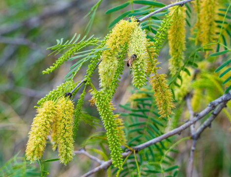 Closeup of mesquite blossoms with a foraging bee. Natural outdoor setting. Blurred grey background, floral nature concept.
