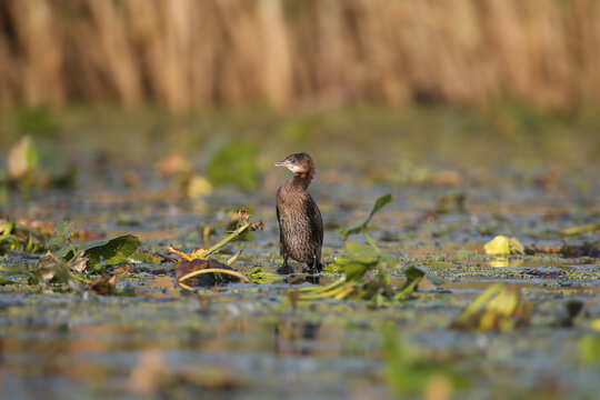 Pygmy Cormorant (Microcarbo pygmaeus) perched on aquatic vegetation, illuminated by soft morning light.