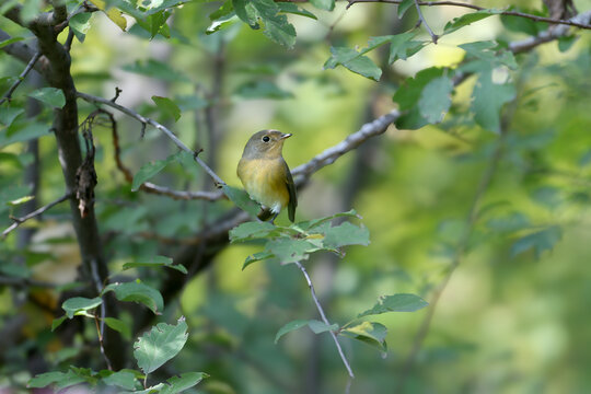 Female Red-breasted Flycatcher (Ficedula parva) perched deep within the thick canopy of a tree.