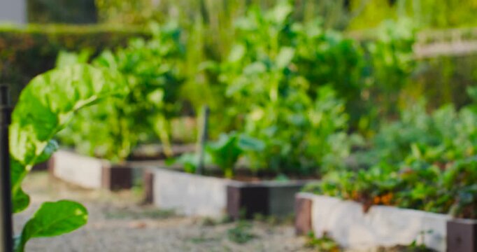 Raised wooden garden beds revealing dense leafy greens with riser on gravel path in backyard