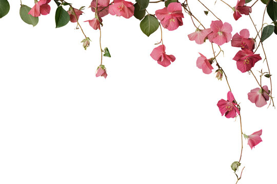 Pink flowers cascade down a slender vine isolated on transparent background.