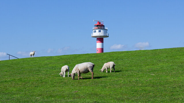 Schafe auf dem Elbdeich