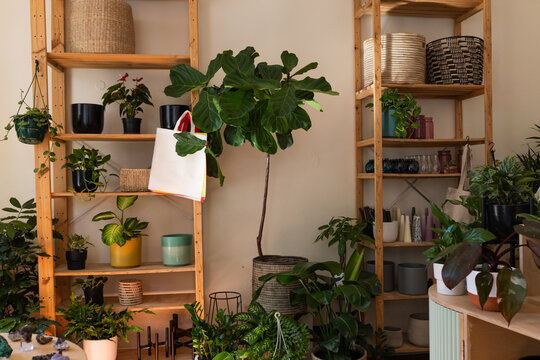 Tall fiddle-leaf fig in woven basket standing among light-wood shelves with tote bag in plant shop