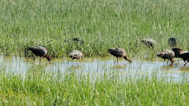 Flock of Glossy Ibises in Do&ntilde;ana National Park, El Roc&iacute;o