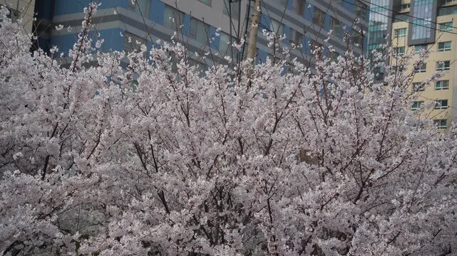 도심 건물 앞 만개한 홍제천 벚꽃 나무