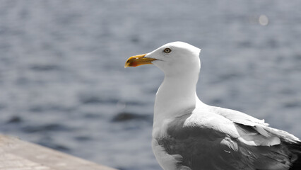 Mewa siedząca w porcie  w Amsterdamie.   © AnikaFotoDe
