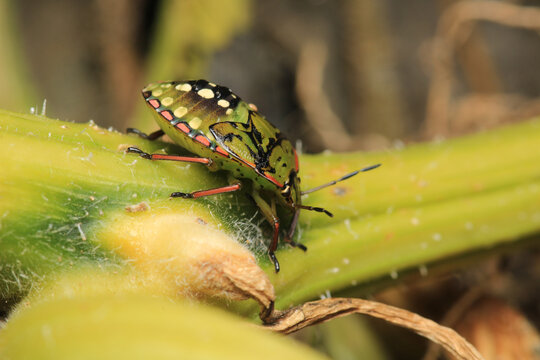 Halyomorpha Halys insect macro photo	
