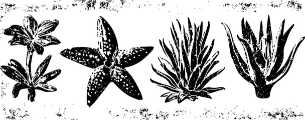 Obraz premium Illustrations of various desert plants and cacti with distinctive shapes and textures