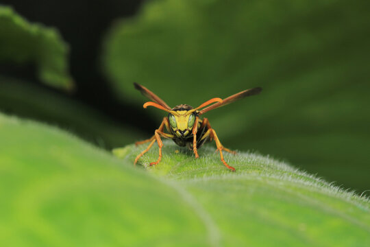 Macro photograph of Polistes dominula wasp