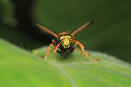 Macro photograph of Polistes dominula wasp