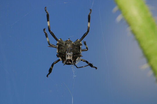 Halyomorpha Halys insect macro photo	