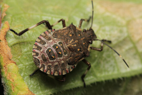 Halyomorpha Halys insect macro photo	