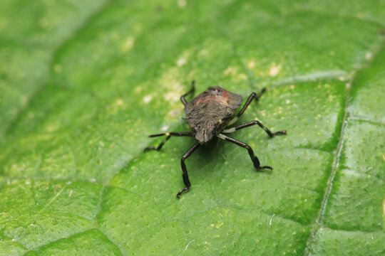 Halyomorpha Halys insect macro photo	