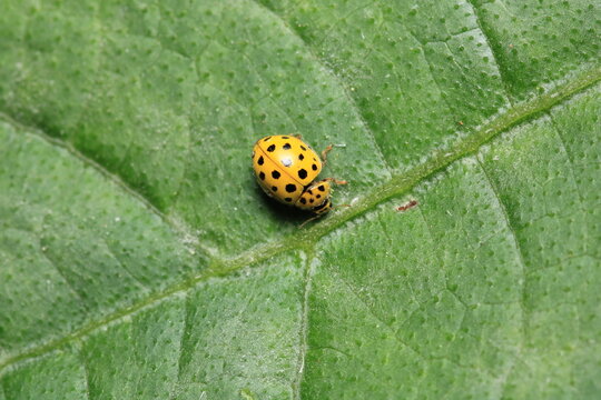 beautiful red ladybug leaf photo	
