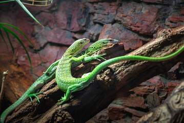 Obraz premium Two emerald monitor lizards play on a branch at the zoo.