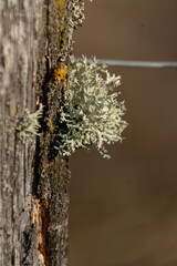 Mech obrastający most nad potokiem w lesie © AnikaFotoDe