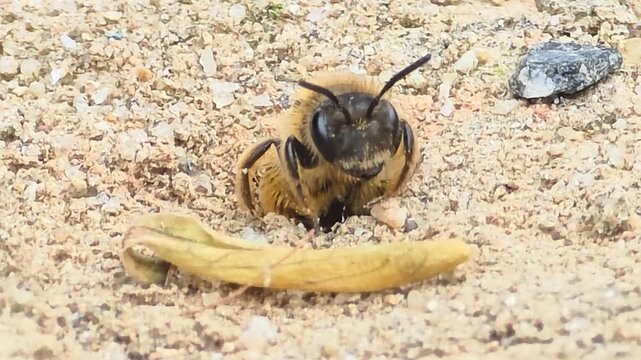 

Ground wasp emerging from a subterranean nest hole in the soil #004


