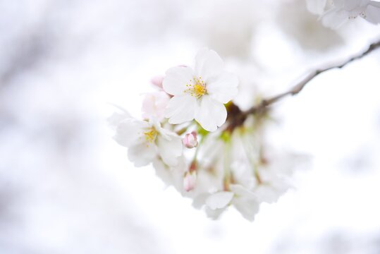 Delicate white cherry blossoms blooming on a branch, high key