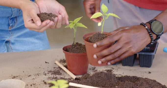 Cupping potting soil, African American friends filling small pots, placing seedlings to transplant