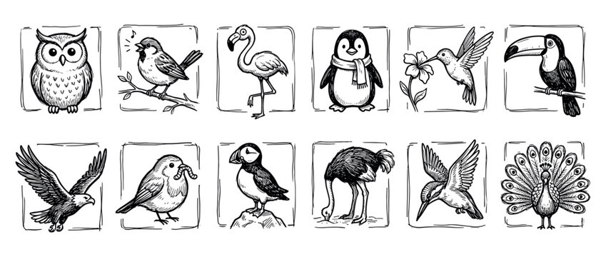 Twelve distinct hand-drawn bird illustrations are presented in a charming black and white sketch style, showcasing various species including an owl, flamingo, penguin, and peacock