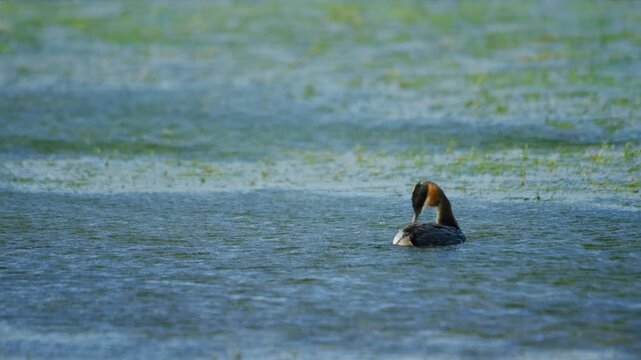 Great Crested Grebe (Podiceps cristatus) bird Preening its plumage in the river.