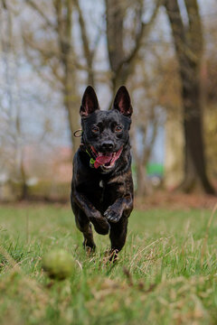 Active black brindle mixed breed dog running and posing in the spring forest