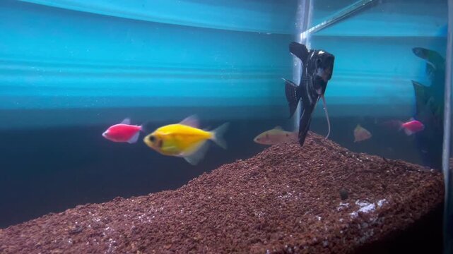 fish in aquarium