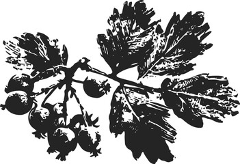 Obraz premium Black currant branch illustration with berries and leaves in vintage engraving drawing
