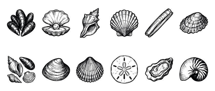 Detailed hand-drawn collection of diverse marine seashells and ocean creatures, including oysters, mussels, scallops, and conch shells, rendered in a classic vintage engraving style