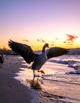 Goose taking flight on sandy beach at dusk. Pastel colors of sky reflect in water