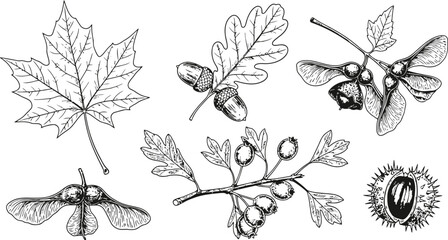 Autumn botanical elements including maple leaf acorns and sycamore seeds in a vintage engraved style © Ishtiaq