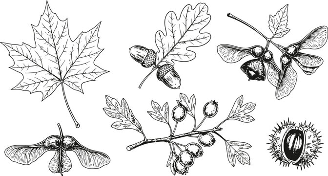 Autumn botanical elements including maple leaf acorns and sycamore seeds in a vintage engraved style