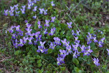 Obraz premium A cluster of purple violets grows among green grass and leaves near a small body of water