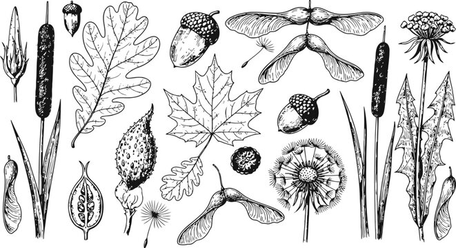 Botanical illustrations of autumn seeds and leaves with cattails and dandelions in a detailed line drawing style