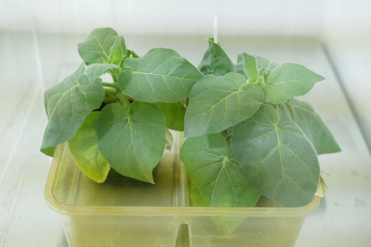 Tobacco science laboratory close-up Nicotiana Solanaceae Taino cured plant night-shade indigenous planted green young leaves leaf flower cultivating at phytotron research greenhouse studying plants