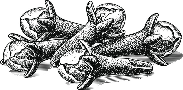 Close-up of dried whole cloves in a textured illustrative style with subtle shading for culinary appeal