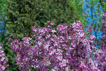 Obraz premium Ornamental trees thai sakura blooming in city park. Pink flower of thailandese cherry buds grow in sunny day. Beautiful branches blossom during in spring season on the green lawn.