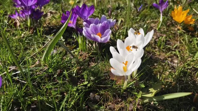 Crocuses in white, yellow, and purple are visited by wild bees. Slow motion and close-up. Filmed in March at the Brilon Park.