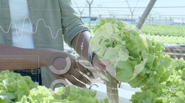 Woman lifting lettuce on hydroponic bench, rotating, peeling and inspecting roots, HUD showing data