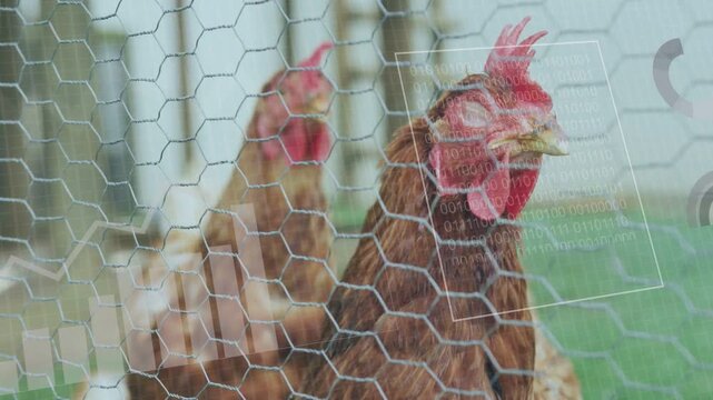 Front hen pecking while camera panning, HUD overlays animating and collecting poultry health data