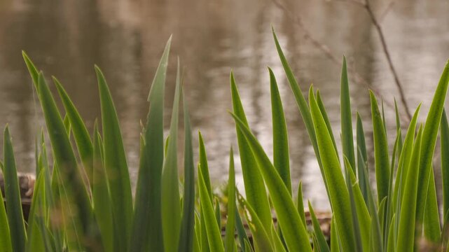 Young cattail growing near the lake