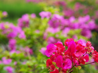 Obraz premium A beautiful close-up of purple bougainvillea blooming in a spring garden showcases the vibrant colors and delicate petals of nature in full floral bloom