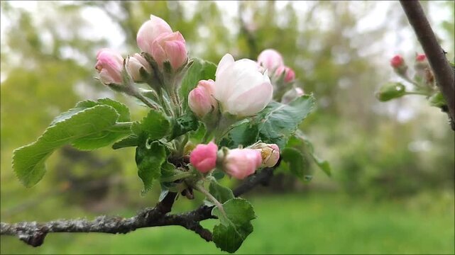  Close-up of a flowering apple tree (Malus) branch tip, swaying in the wind, with green blurry nature behind it, and a tree branch on the right edge of the picture.