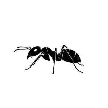 A stark black silhouette of an ant isolated on a white background