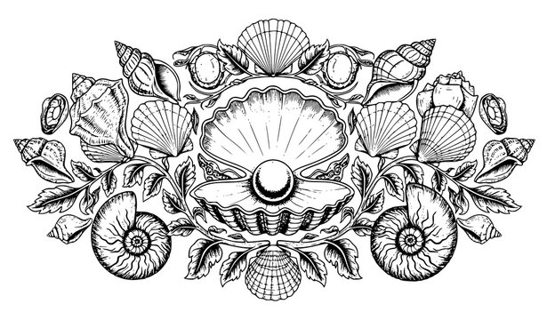 Ornamental seashell pearl vector symmetry floral marine engraving art