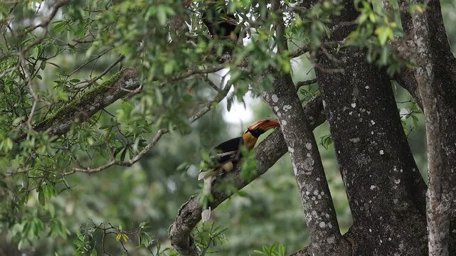 great indian hornbill juvenile inspecting tree branch at Valparai in western ghats